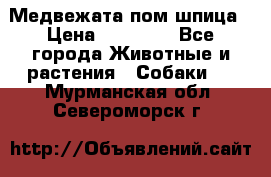 Медвежата пом шпица › Цена ­ 40 000 - Все города Животные и растения » Собаки   . Мурманская обл.,Североморск г.